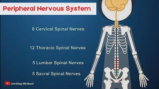 Peripheral Nervous System | Short intro