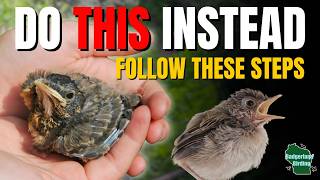 Found A Baby Bird? DON'T DO THIS!