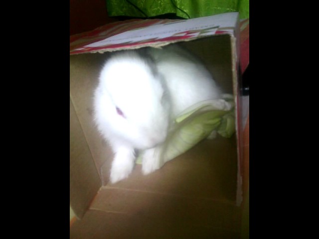 Vídeo relacionado con JEMINI - Peluche de conejo luminoso de 30 cm | Funciona sin pilas | Tejido luminoso | Doudou que brilla en la oscuridad | Compañero noche infantil | Luz nocturna de peluche bebé | Idea de regalo desde