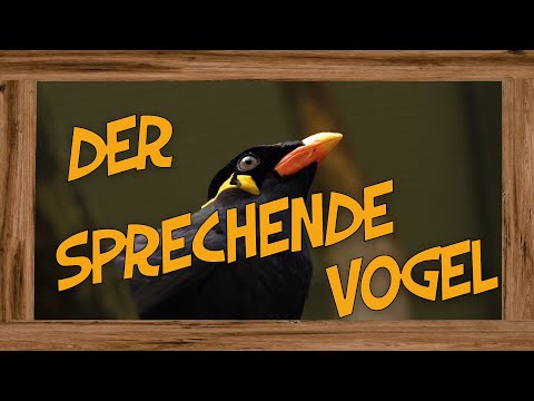 Unsere Beos (können ans Telefon gehen)