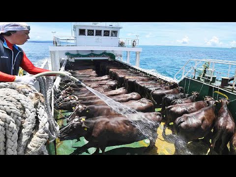 How to Transport Millions Cow, Goat, Sheep, Pig - Modern Export Technology by Big Cargo Ships