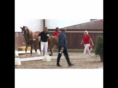 Championatsfohlen hoch platziert auf dem Fohlenchampionat! Vaderland