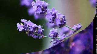 MOZART - PIANO CONCERTO Nr 21 - Andante (&quot;Elvira Madigan&quot;)