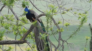 Download Lagu Speedy, California Scrub Jay, Fluffy, Peacock, Kali and Wild Turkeys Thumbnail