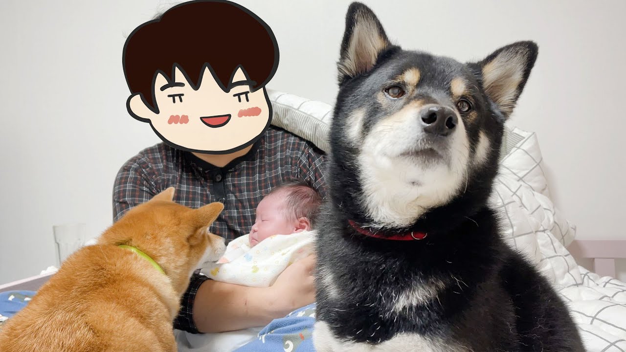 주인이 아기가 생긴 뒤로 우울해진 강아지.. 어떡하죠? ㅠㅠ