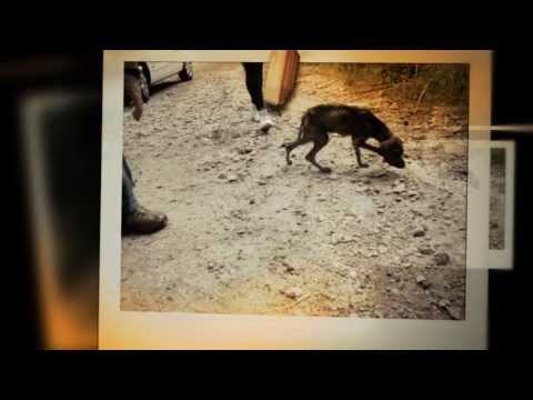 Salila's Story - 1 year anniversary of being rescued