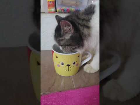 Funniest cat sharing drink mug