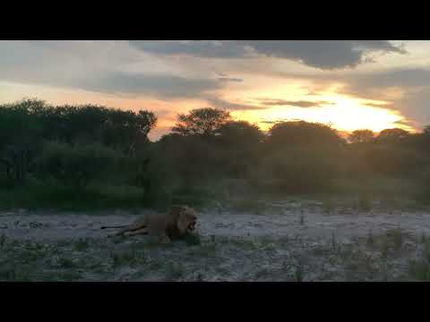 Kalahari Lion Roar