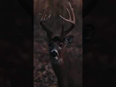 CLOSE ENCOUNTER With An Iowa Buck, What's Your First Thought If You See This Deer? #shorts #hunting