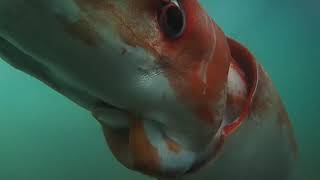 Giant Squid Compilation [All Modern Architeuthis dux Alive Recordings]