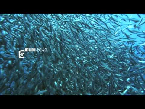 Bande-Annonce France 5 / Terre sous influence