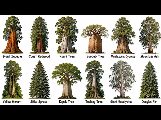 Vídeo relacionado con The Tallest Branch in a Giant Tree: A Linear Timeline of the Goforths and Skipwiths to the Creation of Wessex (English Edition)