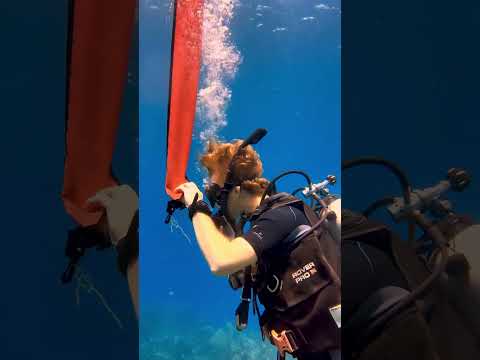 SMB Deployment 👏🏻💙 #scubadiving #shorts