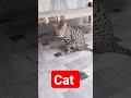 Kali Cate Kali Billi Black Cat Black Billi Kalicate Blackcat Kaliminki Shorts