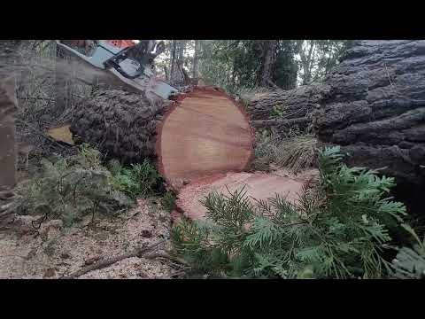 Mike's Ported 462. Think I just about got it figured out