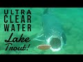 Ultra Clear Water Lake Trout! #shorts