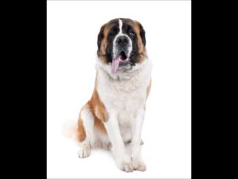 Saint Bernard