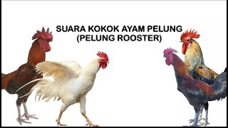 Download lagu Pelung Rooster Crow: Melodious and Captivating! 🐓🎶 mp3 Download lagu Pelung Rooster Crow: Melodious and Captivating! 🐓🎶 mp3