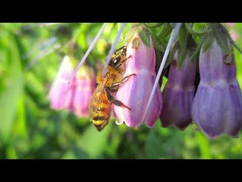 商学科 BEE'S TONE   蜂たちの調べ（ミツバチサミット特別バージョン）