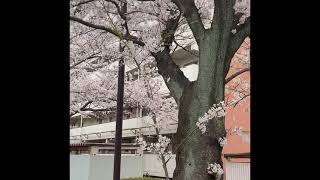 Good morning Gate of cherry blossom 2021