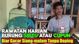 Download lagu DAILY CARE FOR SIRTU BIRD SO IT CAN SING QUICKLY || DAILY CARE FOR CIPOH BIRD SO IT CAN SING QUICKLY mp3 Download lagu DAILY CARE FOR SIRTU BIRD SO IT CAN SING QUICKLY || DAILY CARE FOR CIPOH BIRD SO IT CAN SING QUICKLY mp3