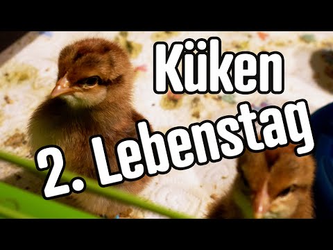 , title : 'Hühner Küken 2. Lebenstag: Brutkästen aus.'