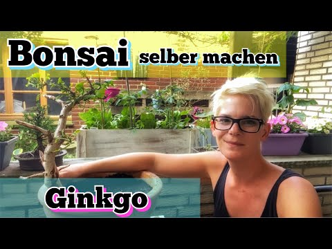 Bonsai | Bonsai selber machen | Rettungsaktion eines Ginkgo aus meinem Garten | Bonsai erstellen