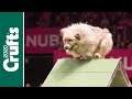 Try not to laugh! It's the best Crufts bloopers!