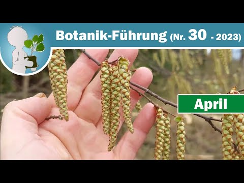Hainbuche, Lungenkraut & Immergrün - Pflanzen/Bäume im April (Wildkräuter & Botanik-Wissen)