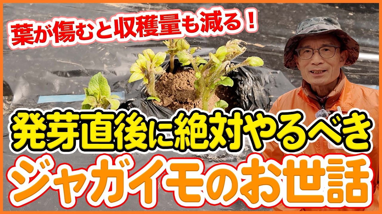 発芽したらすぐやる！ジャガイモ栽培で失敗しないお世話を解説！【シェア畑】【農園ライフ】