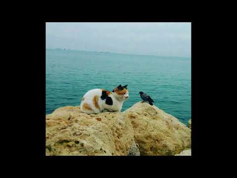 download lagu mp3 mp4 Dr Holler, download mp3 Dr Holler free download mp3, download mp3 Dr Holler