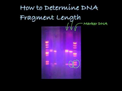Determining DNA Fragment Length in a Gel