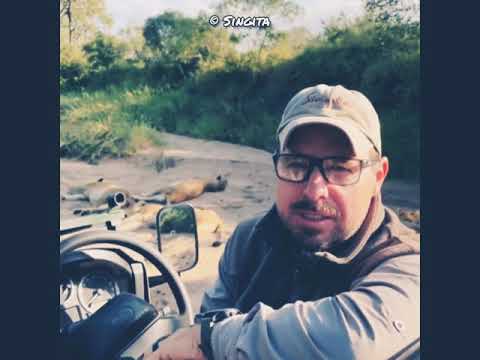 Othawa Male Lion Nguvu and Mhangeni Pride