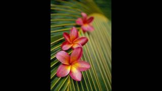 NO LIMIT VOL 2 - Tau Tiare Here [Tahiti]