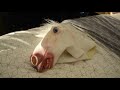 The Great Emu War Casualties Tight Enough To Tell Official Music Video