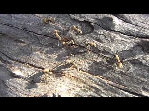 Hormigas en un arbol de cerca muy buena calidad