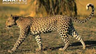 Roy Brown - Travelin' Blues