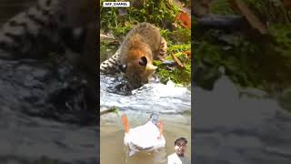 Download lagu Bikin Tegang! 😱 Kucing Lagi Mancing, Bebek Santai di Depannya! 🐱🦆🎣 mp3