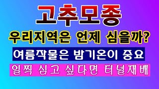 [텃밭농부 1,412]  여름작물 고추모종을 우리 지역에서는 언제 심을까? #고추재배 #고추모종 #터널재배