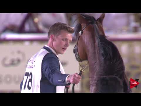 N.78 WAHAJAT - 2019 Qatar International show - Colts 2 Years Old (Class 5)