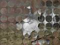 Racing Pigeons From Sialkot
