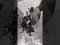 Will Oreos Roll Without Any Ice Cream