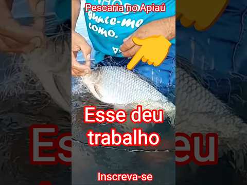 Pescaria em Mucajaí -RR: Região do Apiaú #vlog #pescaria #shorts