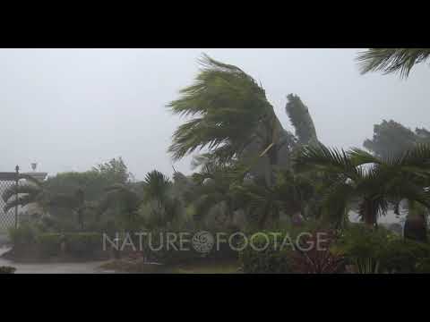 Palm Trees Thrash In Powerful Hurricane Wind