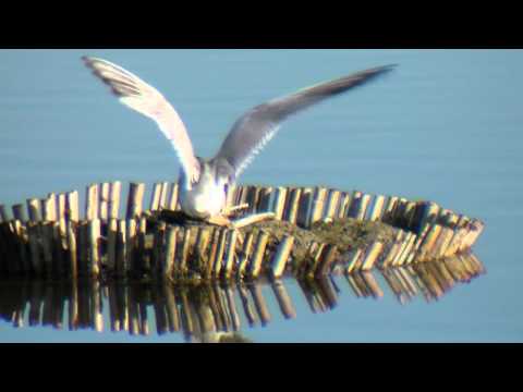 Charrán comun ( Sterna hirundo ) Common Tern
