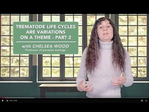 Trematode life cycles are variations on a theme - Part 2