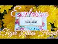 EXPLORING TIGER LILLIES FLORAL