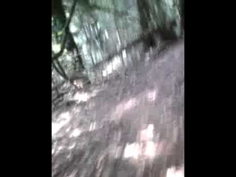 kurzer Trail zwischen Kohlbach und Kunzsche Mühle (bei Hirschberg)