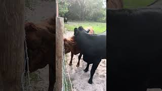 Minny getting some special time and treats #cow #farming #farmlife #shorts