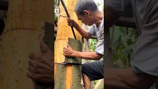 Download lagu Have You Ever Tried This Unique Spice? Cinnamon Harvesting #farming @RomFarm mp3